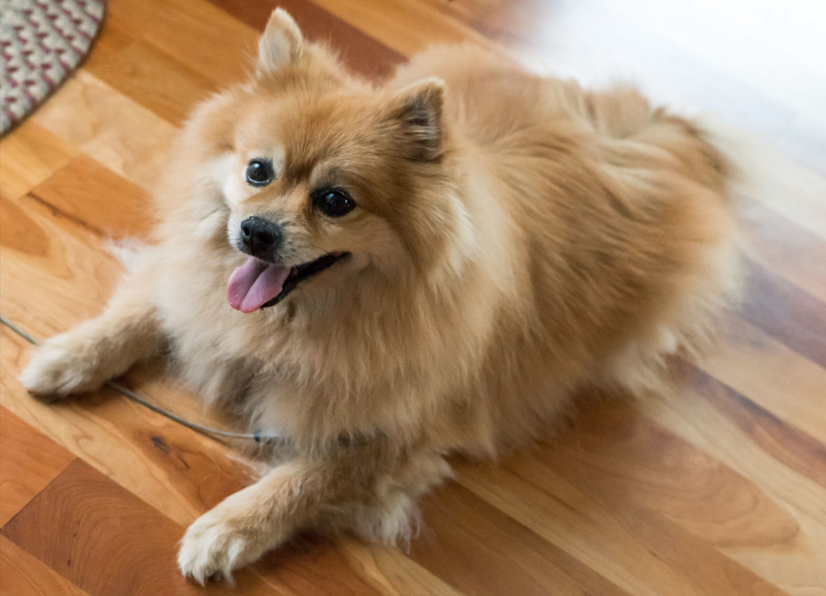 Pomeranian